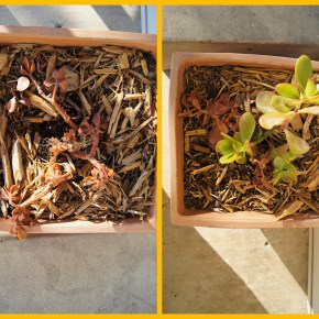 Hello. My name is Beth and I’m a plant&nbsp;killer.