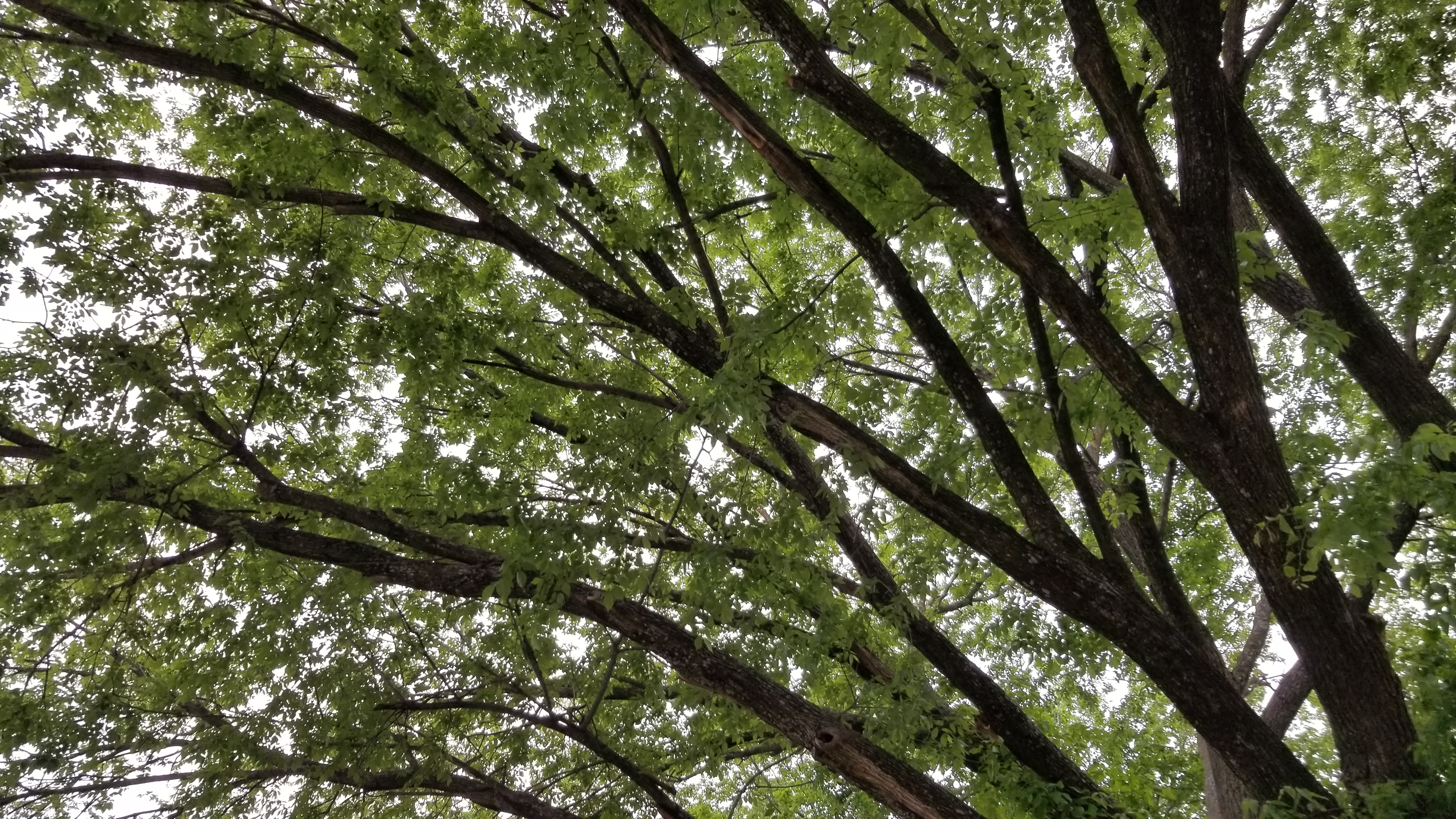 The Ugly Tree